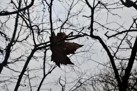 Withered maple leaf on a branch of a bare tree with a cloudy sky as backgroun 写真素材