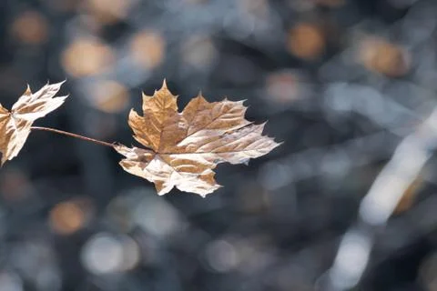 Withered maple leaf outdoor. Isolated on brown background. Autumn and weather Stock Photos