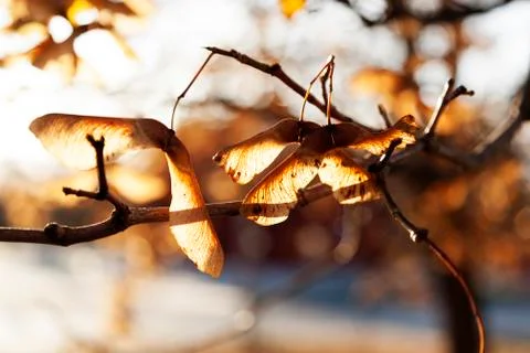 Withered maple noses in backlight in late autumn in Umea Stock Photos
