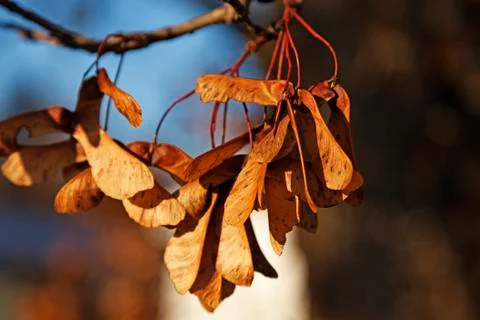 Withered maple noses that have turned brown with sunlight hitting them Stock Photos