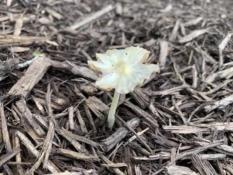 Withered Mushroom Stock Photos