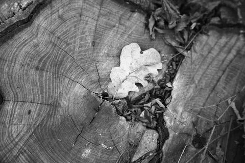 Withered oak leaf on a cut oak stump Stock Photos
