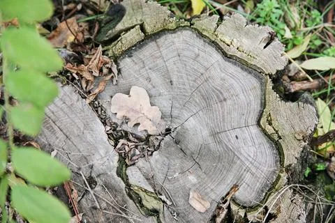 Withered oak leaf on a cut oak stump in the forest in autumn Stock Photos