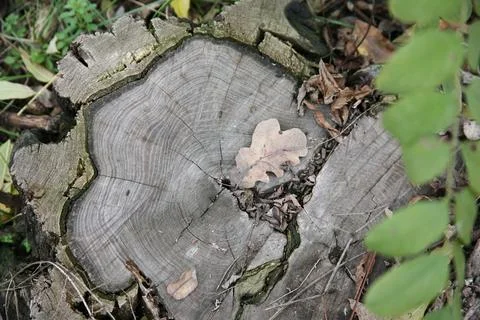 Withered oak leaf on a cut oak stump in the forest Foto stock