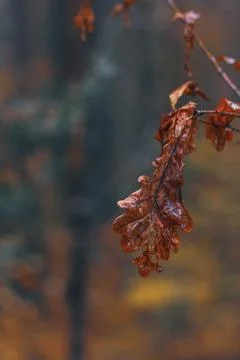 Withered Oak Leaf in Misty Forest Stock Photos