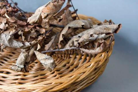 Withered Oak Leaves Фото