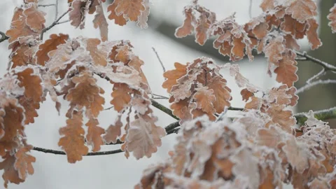Withered oak tree leaves covered with a thin lace of hoarfrost. Parallax video. 스톡 동영상 322726749