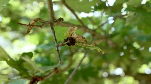Withered oak tree leaves on a Quercus branch Stock Footage 340566576
