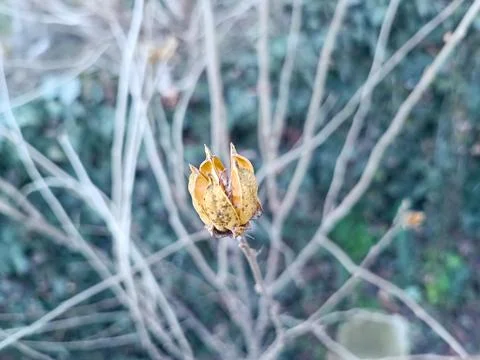 Withered ochre half-opened bud with a blurred background. Stock Photos