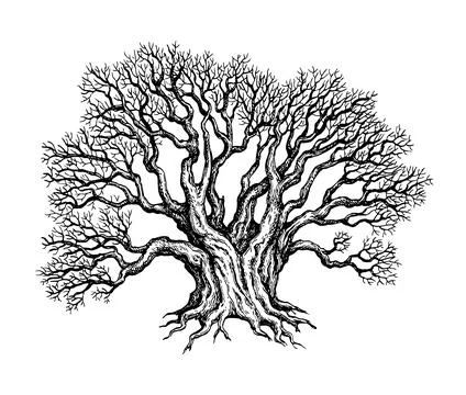 Withered old big yew tree. Stock Illustration