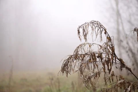 A withered old bush against the background of fog in the forest Stock-Fotos