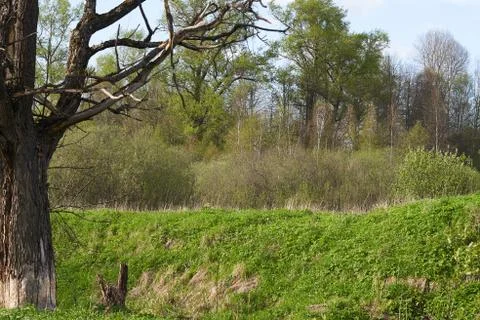 Withered old oak with mighty branches against the background of a green fores Stock Photos