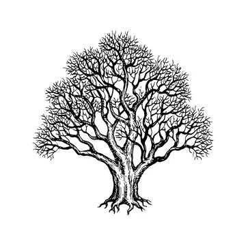 Withered old yew tree. Stock Illustration