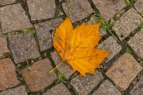 Withered orange maple leaf on the ground Foto stock