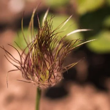 Withered pasqueflower looking like a fluffy ball Stock Photos