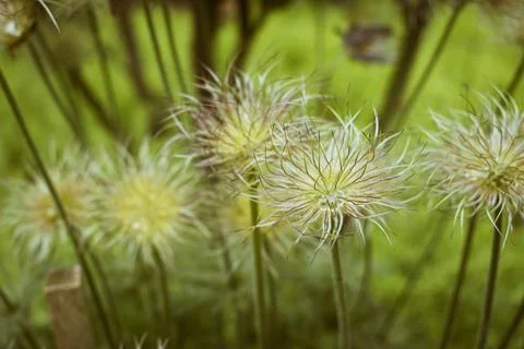 Withered pasqueflower looking like a fluffy ball Stock Photos