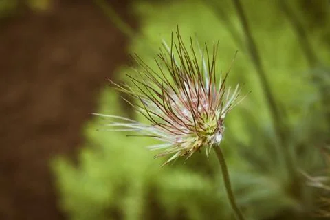 Withered pasqueflower looking like a fluffy ball Stock Photos