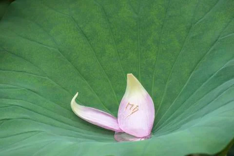 Withered petals on the leaf of lotus Foto stock
