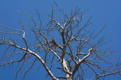 The withered pine tree on blue cloudless sky background Stock Photos