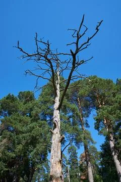 A withered pine tree in the forest against a blue sky Stock Photos