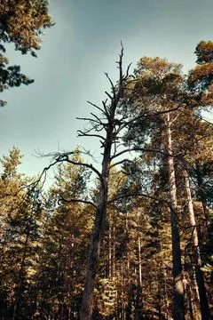 Withered pine tree in the forest Stock Photos