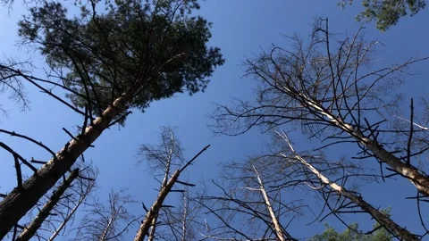 Withered pine trees Vídeos de archivo 134527512
