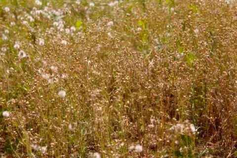 Withered plant background Stock Photos
