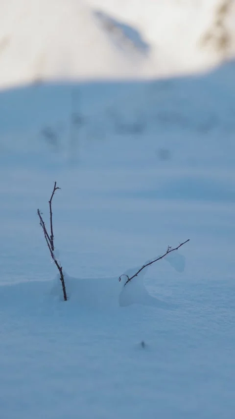 Withered Plant in Deep Snow with Blurred Mountain, Winter Resilience Concept Stock Footage 327690053