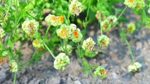 Withered Plant Flowers Stock Footage 55017873