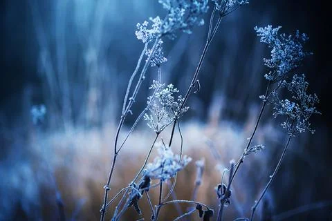 A withered plant on thin stems is covered with frost and snow in a cold frost Stock Photos
