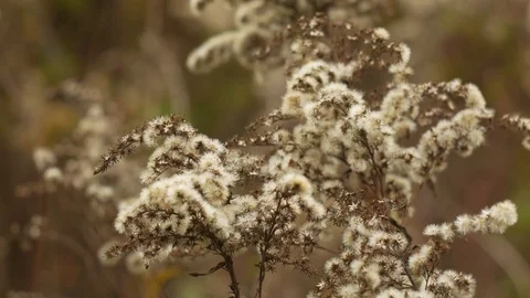Withered plant in wind Stockbeeldmateriaal 85078411