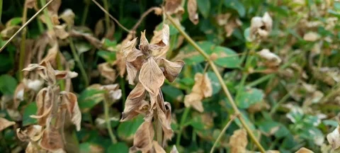 Withered plant in the wind 動画素材 208077660