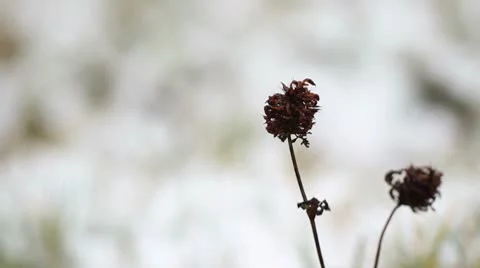 Withered plant in winter Stock Footage 10569732