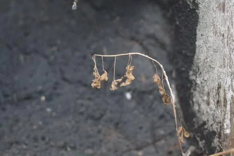 Withered plants  Foto stock