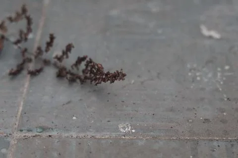 Withered plants   Stock Photos