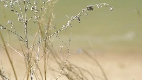 Withered plants in the seaside Stock Footage 77584989