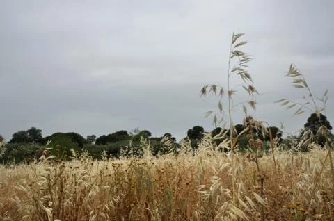 Withered plants summer Stock Photos