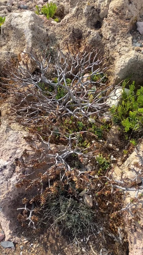 Withered plants. Withered branches. Vertical video Stock Footage 287320388