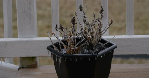 Withered potted plant on a balcony covered in ice Stock Footage 153533744
