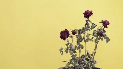 Withered red rose Stock Footage 304870545