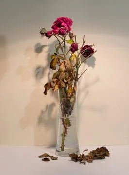 A withered red rose with a shadow in a jug on a warm background Stock Photos