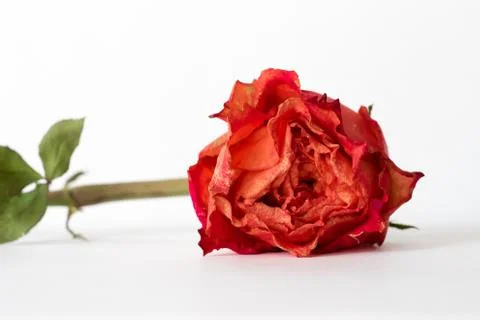 Withered red rose on white background - frontal view Stock Photos