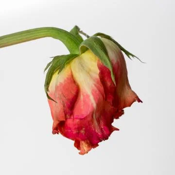Withered red rose on white background - side view Stock Photos