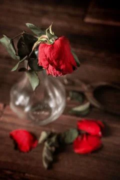 Withered rose on dark gray background and wooden table with fall petals and l Stock Photos
