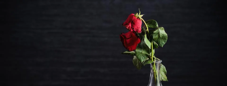 Withered rose on dark gray background and wooden table with fall petals and l Foto stock