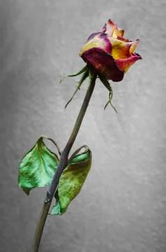 Withered rose on gray background Stock Photos