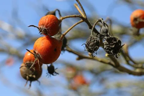 Withered rose hips Foto stock