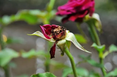 Withered rose Stock Photos