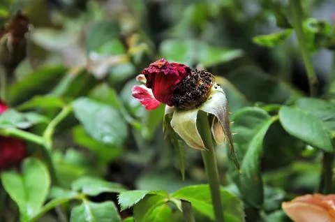 Withered rose Stock Photos