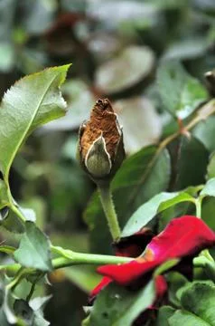 Withered rose Stock Photos